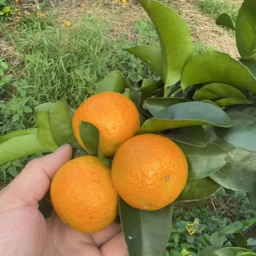 金秋砂糖橘