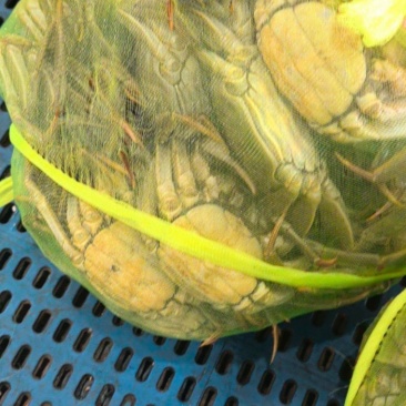大闸蟹