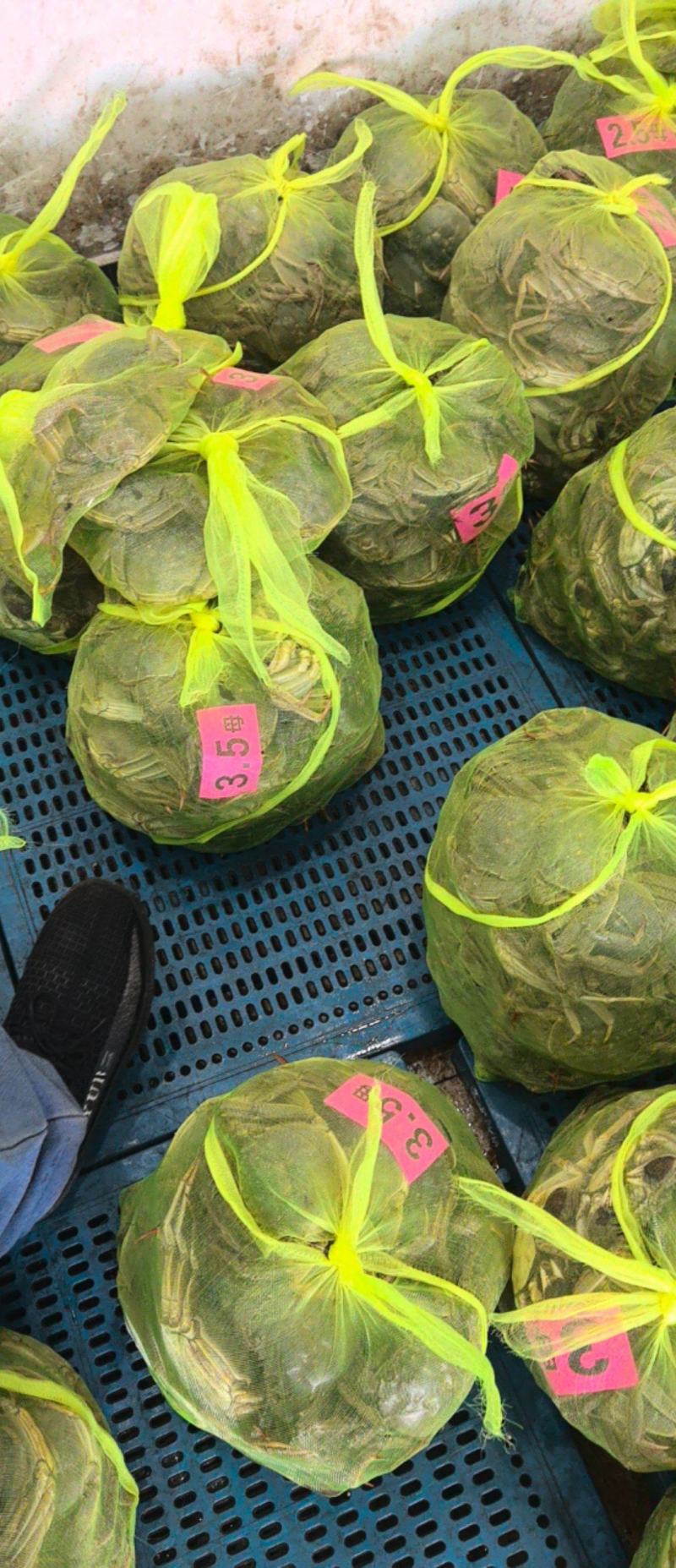 大闸蟹