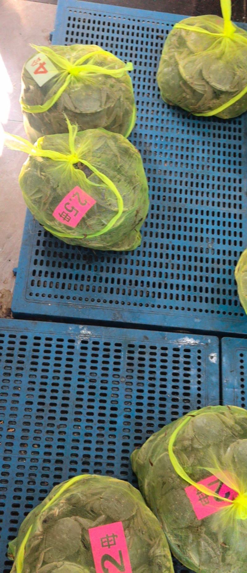 大闸蟹