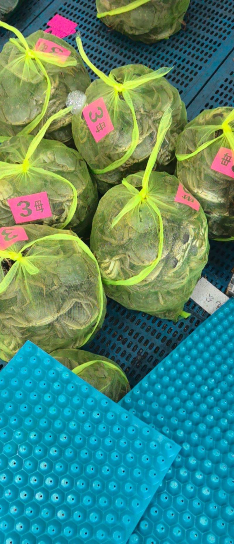 大闸蟹