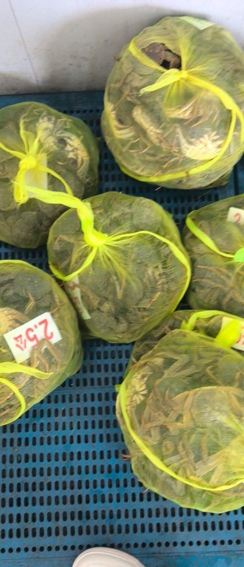 大闸蟹
