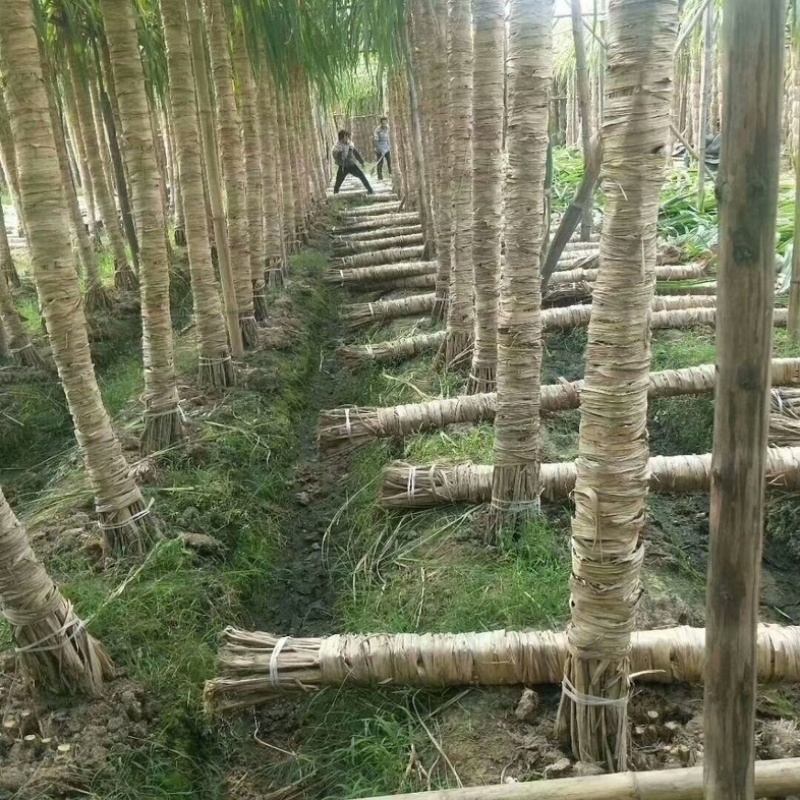 黄金甘蔗/黄皮甘蔗/产区直发/当天装车
