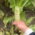 精品莴笋