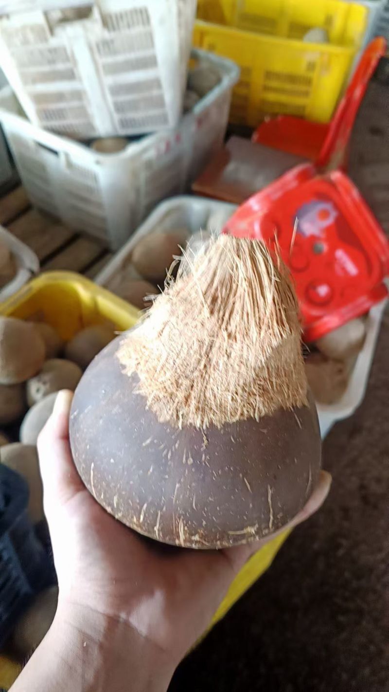 打蜡椰子