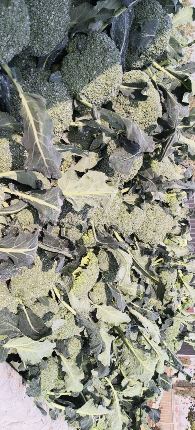 大量精品西兰花，欢迎各位老板下单，2000斤起步。