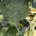大量精品西兰花，欢迎各位老板下单，2000斤起步。