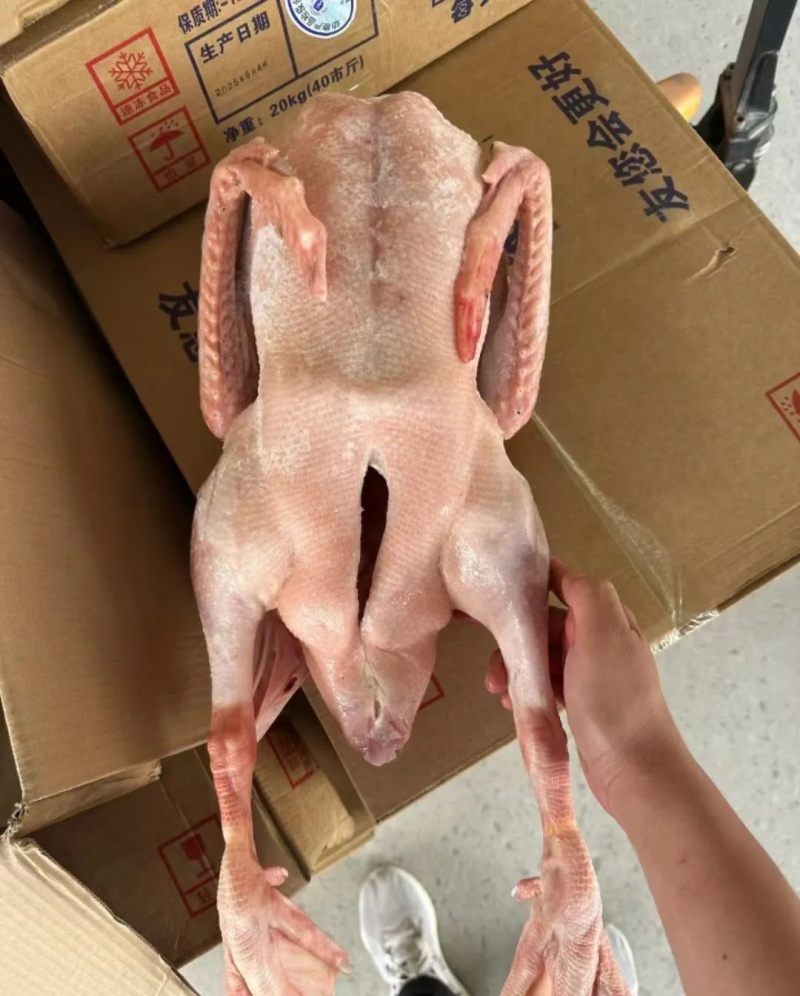 大鹅黄河大鹅纯仔鹅整鹅带心肝