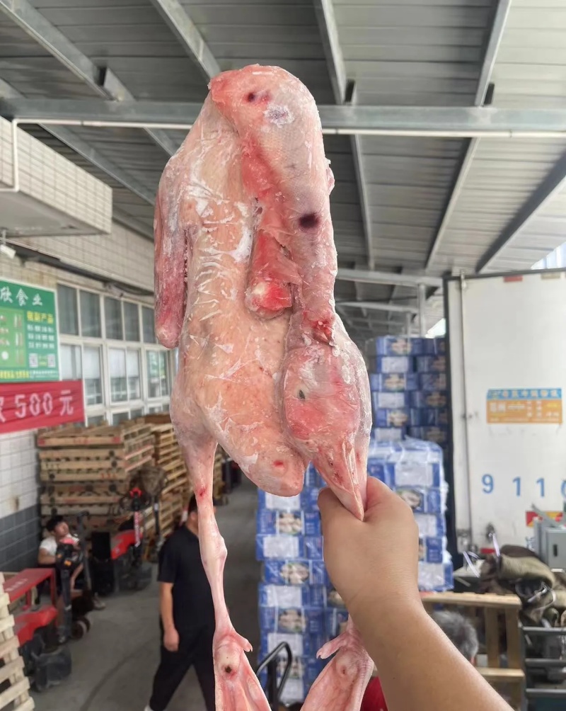 大鹅黄河大鹅纯仔鹅整鹅带心肝