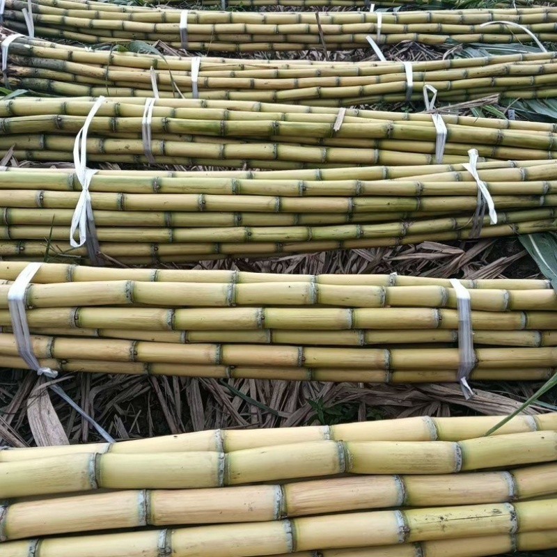 黄金甘蔗/云南玉溪黄皮甘蔗/产区直发/大量有货