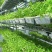 零农残、有机蔬菜大量上市