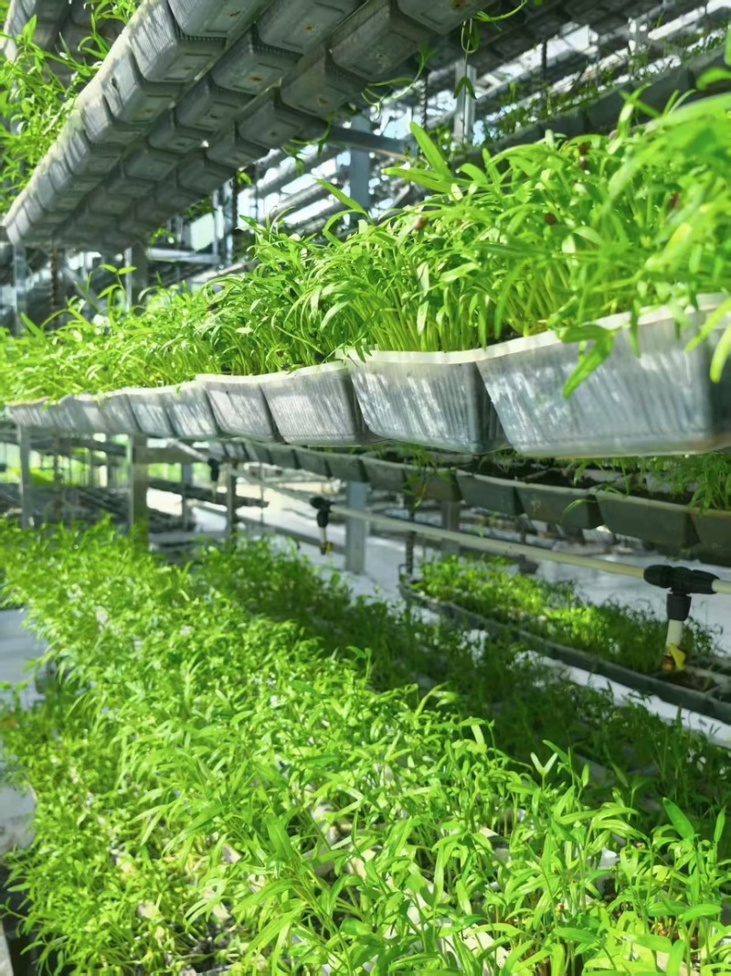 零农残、有机蔬菜大量上市