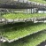 零农残、有机蔬菜大量上市