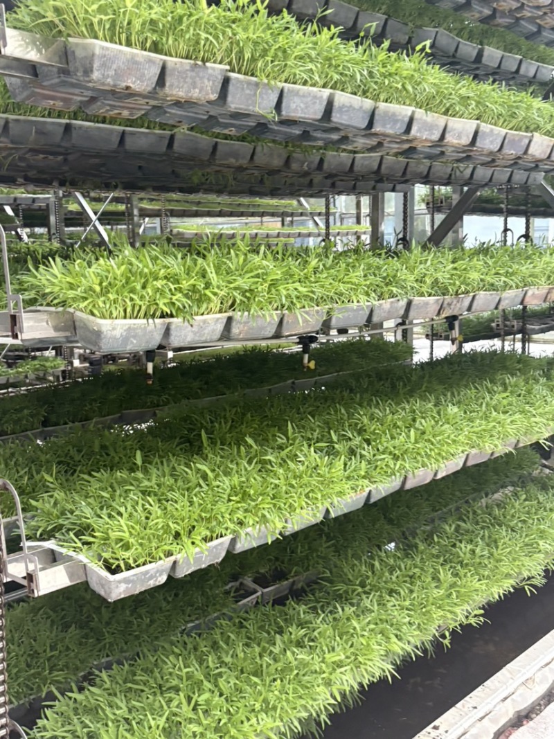零农残、有机蔬菜大量上市