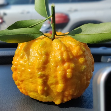 南瓜柑