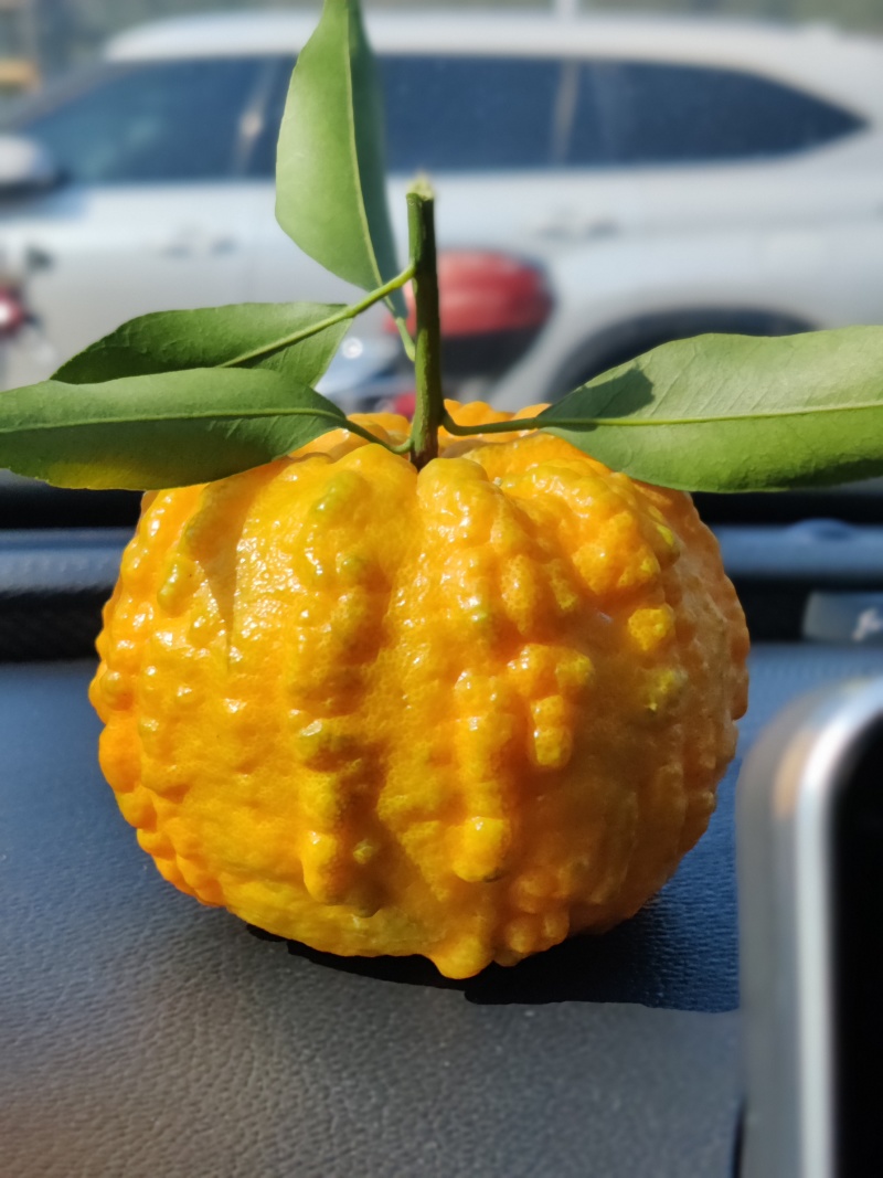 南瓜柑