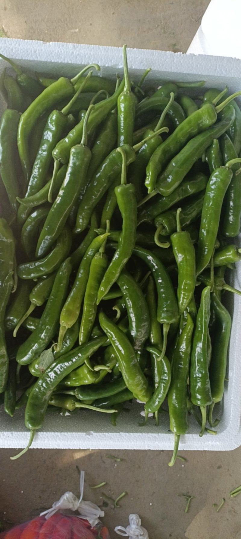湘妍55号95号2307湘菜馆专用辣椒小炒肉大量有货
