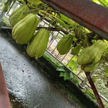 高原佛手瓜