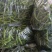 湘妍55号95号2307湘菜馆专用辣椒小炒肉大量有货