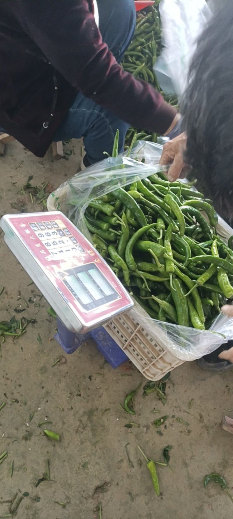 湘妍55号95号2307湘菜馆专用辣椒小炒肉大量有货