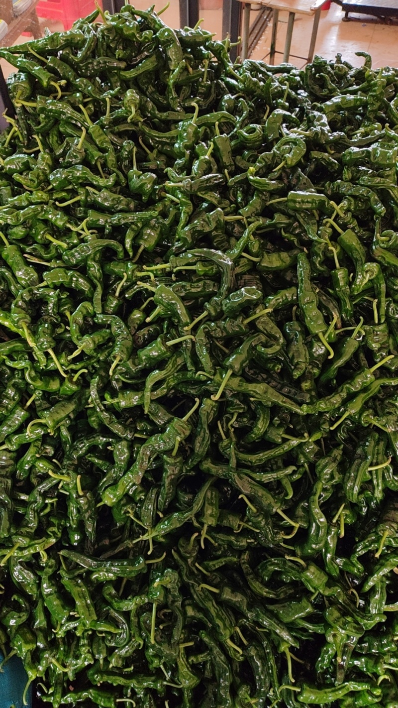 广东精品皱皮椒，产地直发，当天采摘，品质保证，大量供应。
