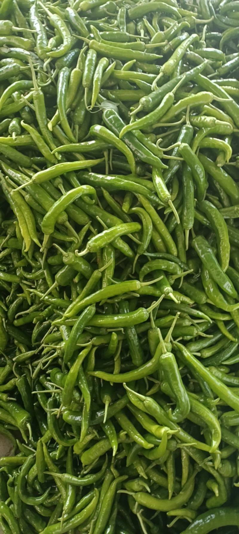 湘妍55号95号2307湘菜馆专用辣椒小炒肉大量有货