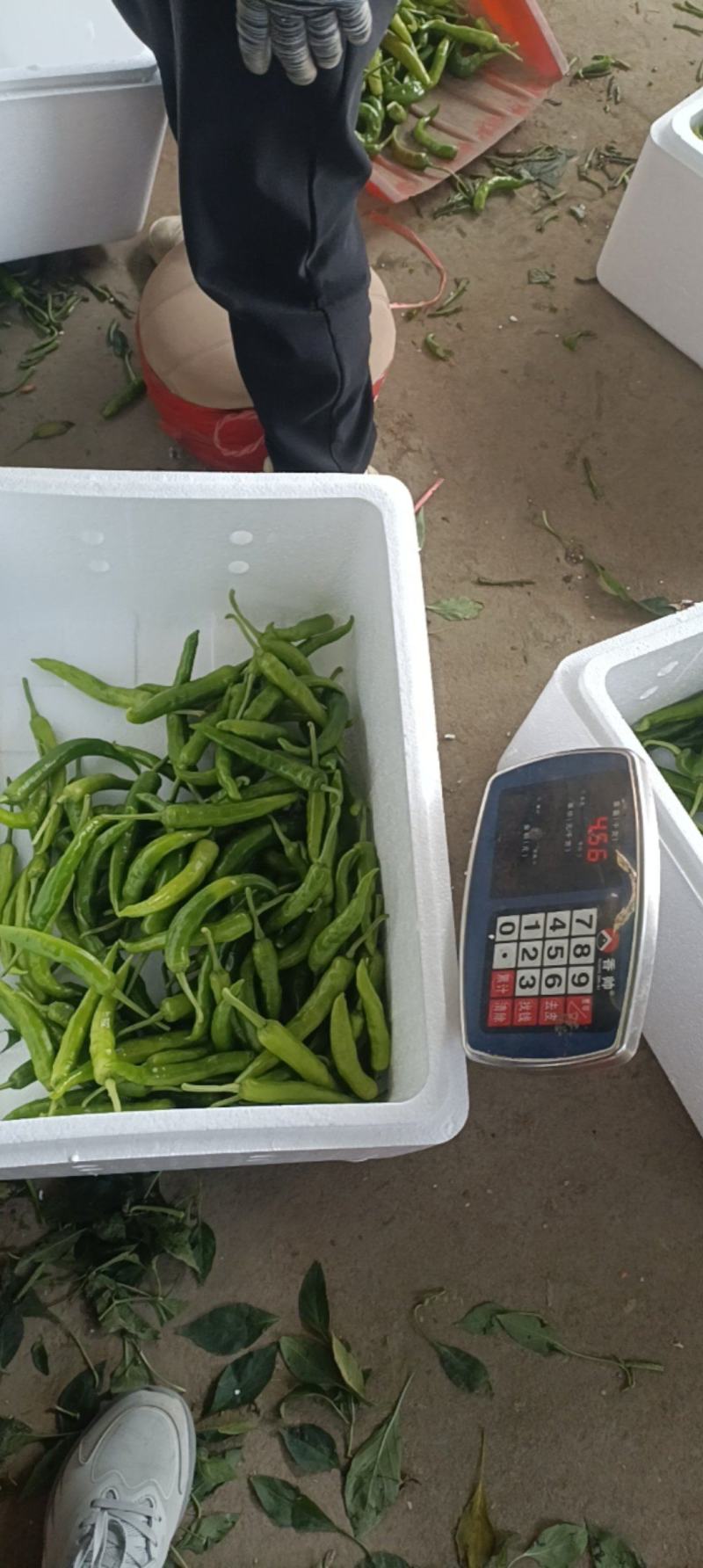 湘妍55号95号2307湘菜馆专用辣椒小炒肉大量有货