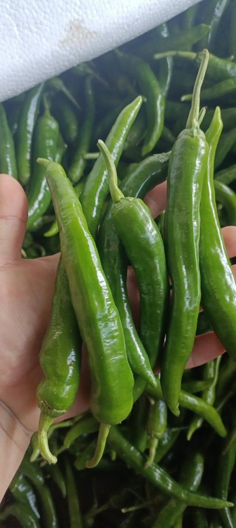 湘妍55号95号2307湘菜馆专用辣椒小炒肉大量有货