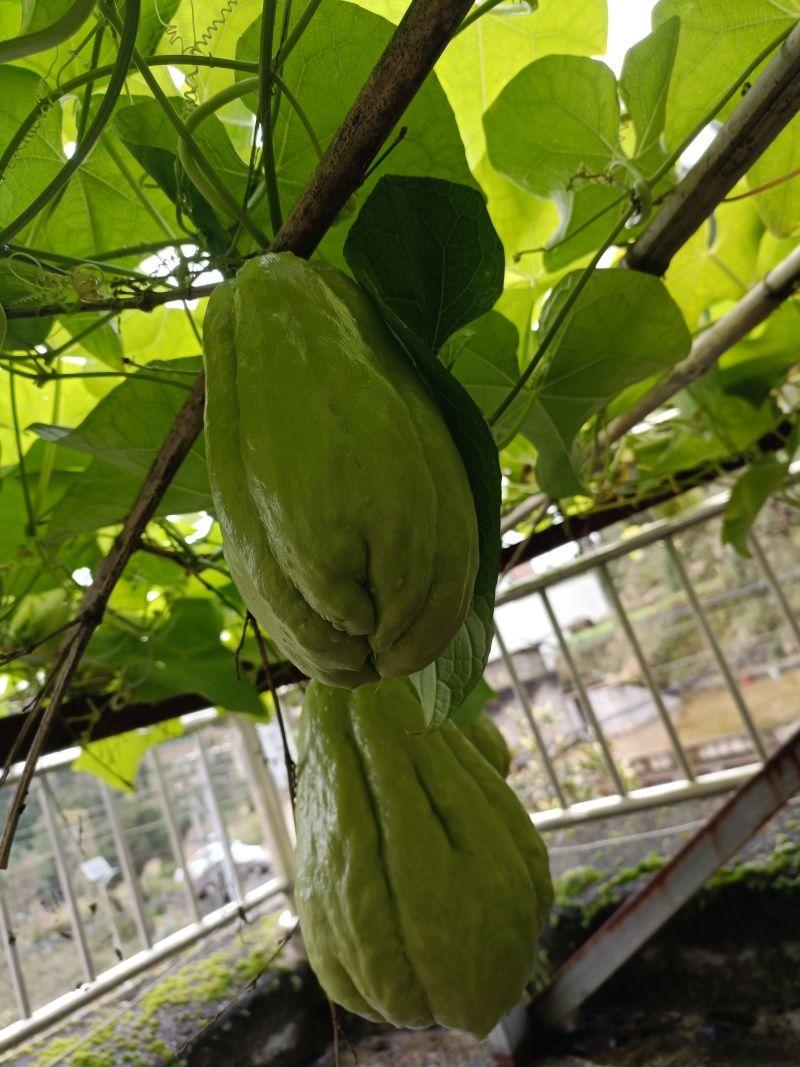 高原佛手瓜