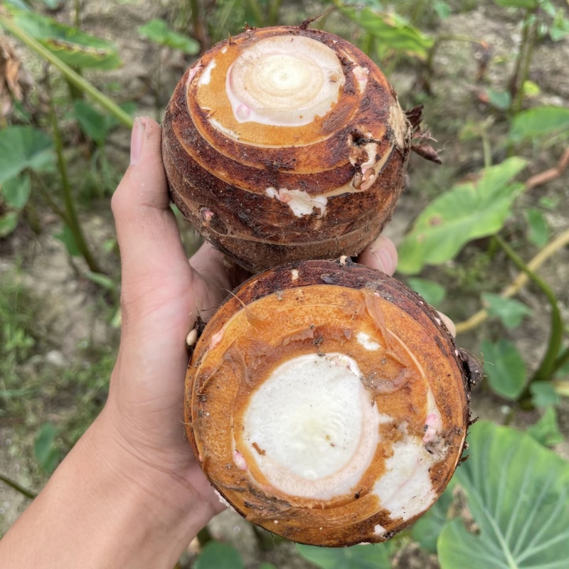 芋头母子联系方式***********微信同步
