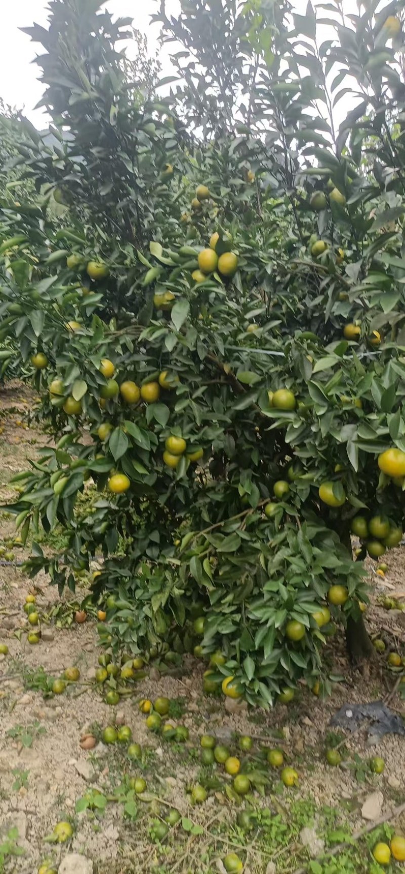 沃柑