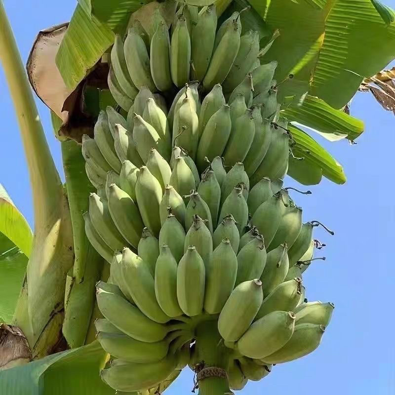 桂蕉一号、小米蕉、红香蕉苗，杯苗成活率高，好管理