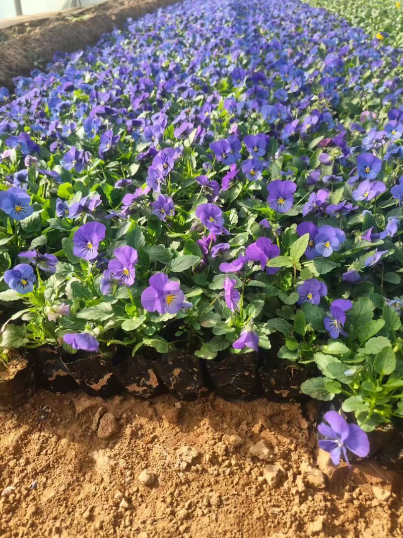 三色堇基地#三色堇价格#三色堇杯苗#青州三色堇价格