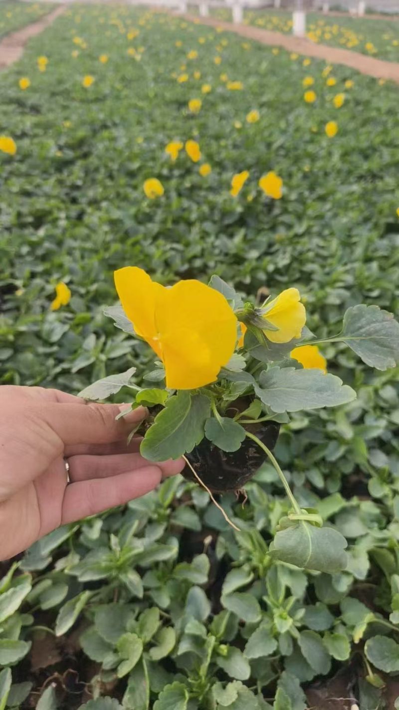 三色堇基地#三色堇价格#三色堇杯苗#青州三色堇价格
