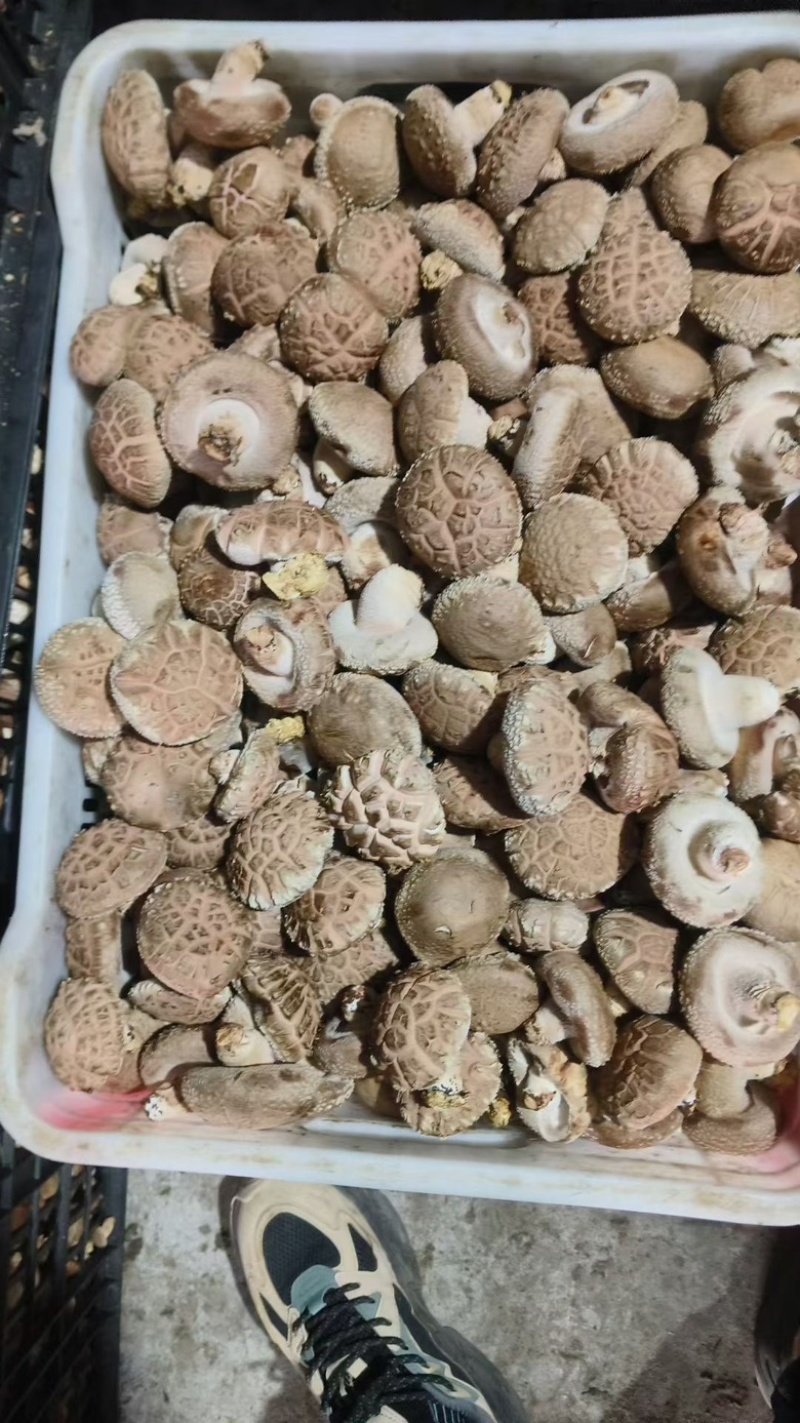 河南西峡鲜香菇，各种规格标准都有