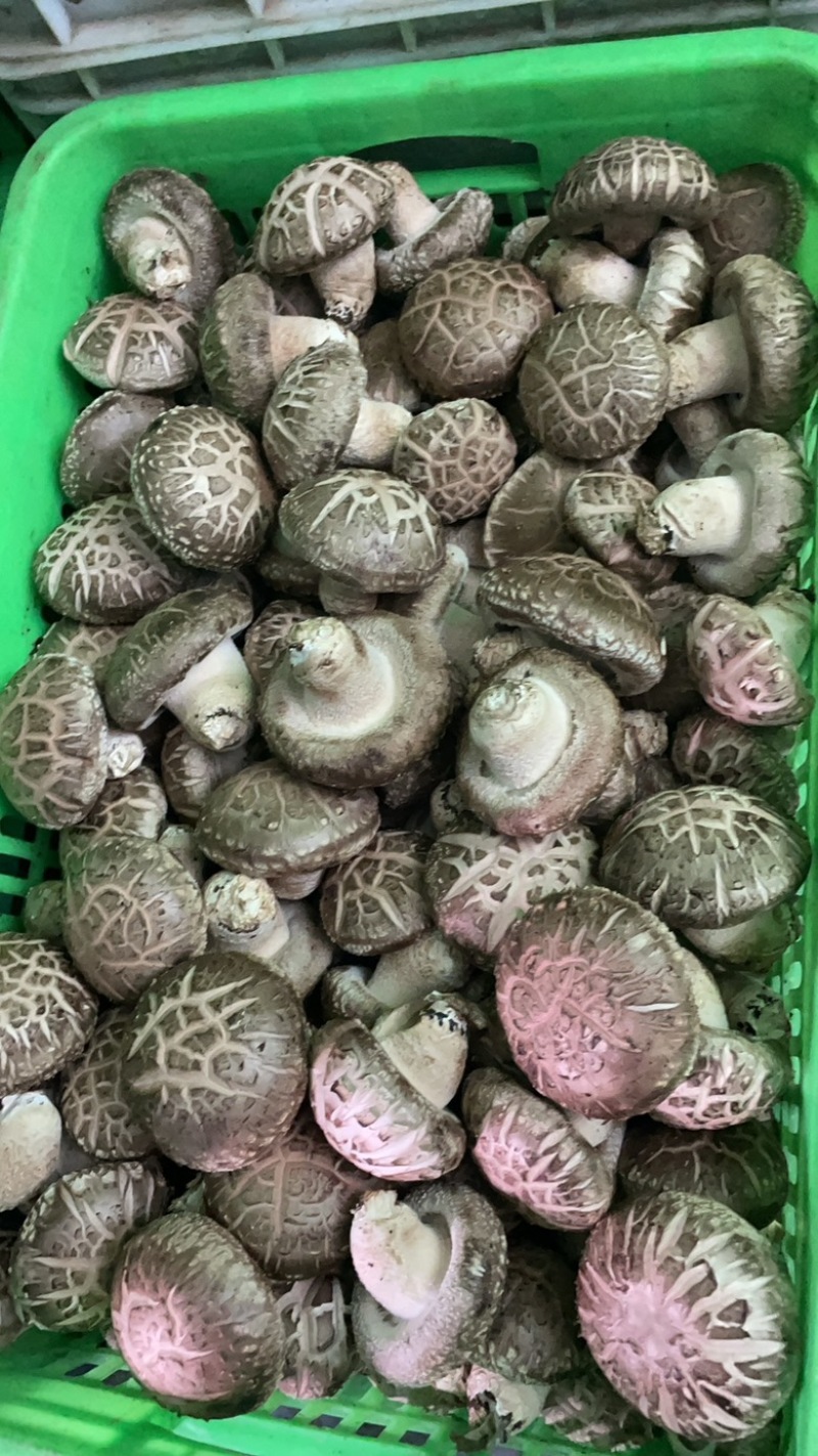 河南西峡鲜香菇，各种规格标准都有