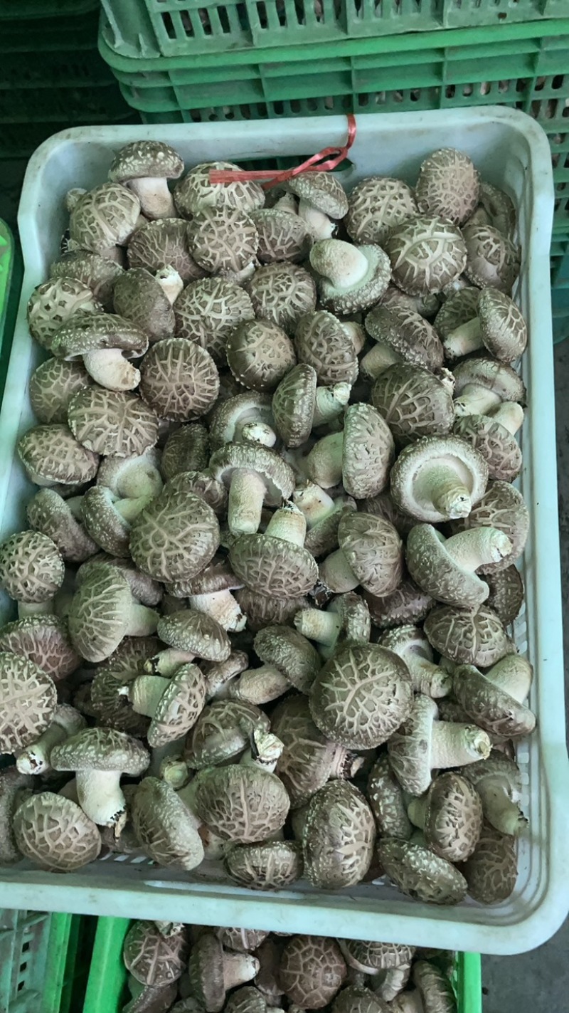 河南西峡鲜香菇，各种规格标准都有