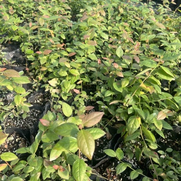 处理蓝莓苗0.9一颗