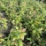 处理蓝莓苗0.9一颗
