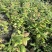 处理蓝莓苗0.9一颗