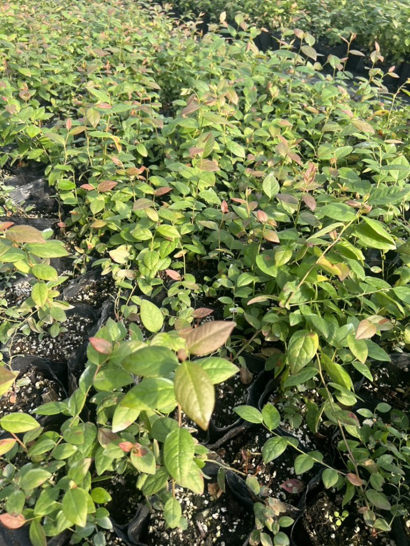 处理蓝莓苗0.9一颗