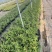 处理蓝莓苗0.9一颗