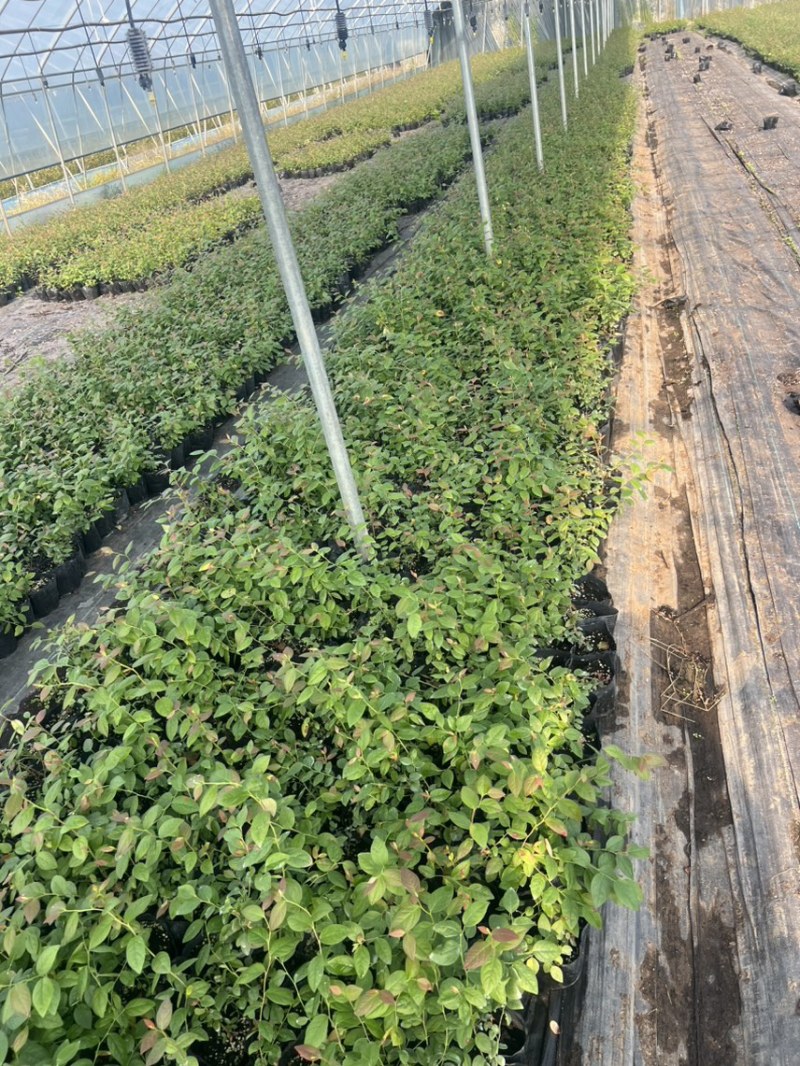 处理蓝莓苗0.9一颗