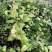 处理蓝莓苗0.9一颗