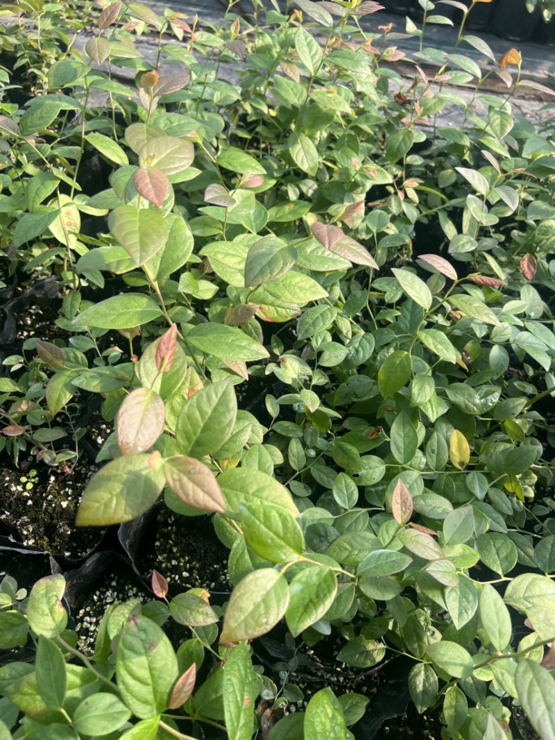 处理蓝莓苗0.9一颗