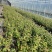 处理蓝莓苗0.9一颗