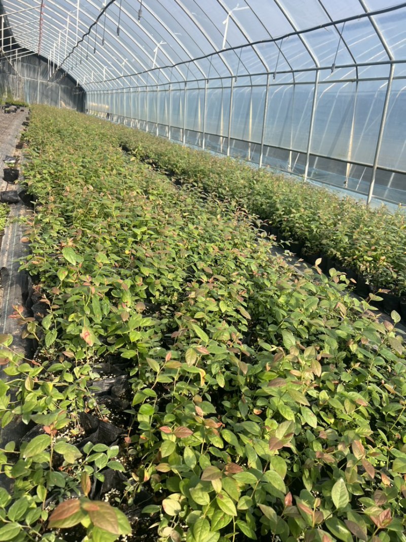 处理蓝莓苗0.9一颗