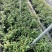 处理蓝莓苗0.9一颗
