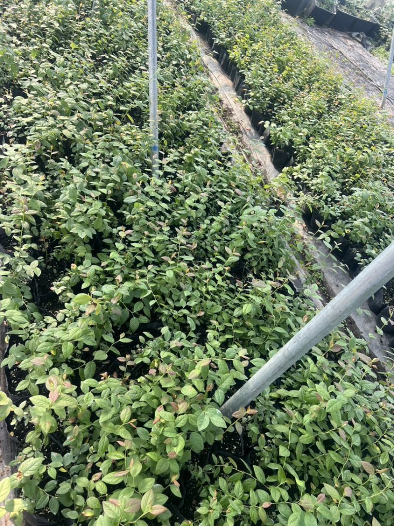 处理蓝莓苗0.9一颗