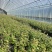 处理蓝莓苗0.9一颗